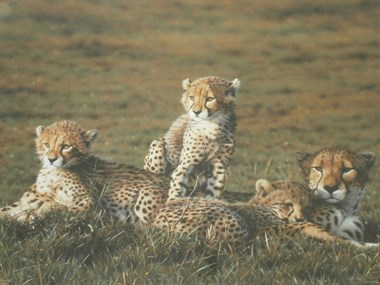Lot 87 - Cheetahs By Steven Townsend Sold For £2,600