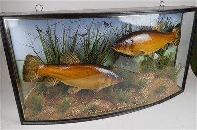 Lot 1268 A taxidermied pair of tench
