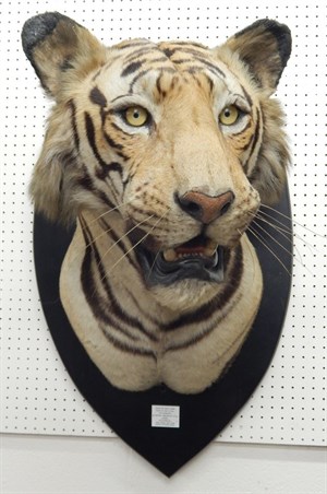 Thumbnail _lot 216 A taxidermied tigers head by Van Ingen and Van Ingen of Mysore