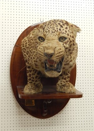 Thumbnail _lot 0020 A taxidermied leopard by Van Ingen of Mysore 