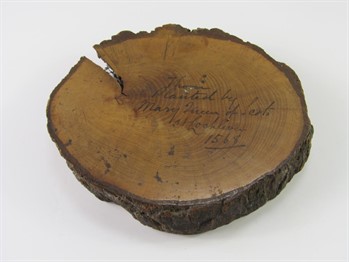 261 A cross section of Thorn Tree attributed as having been planted by Mary Queen of Scots